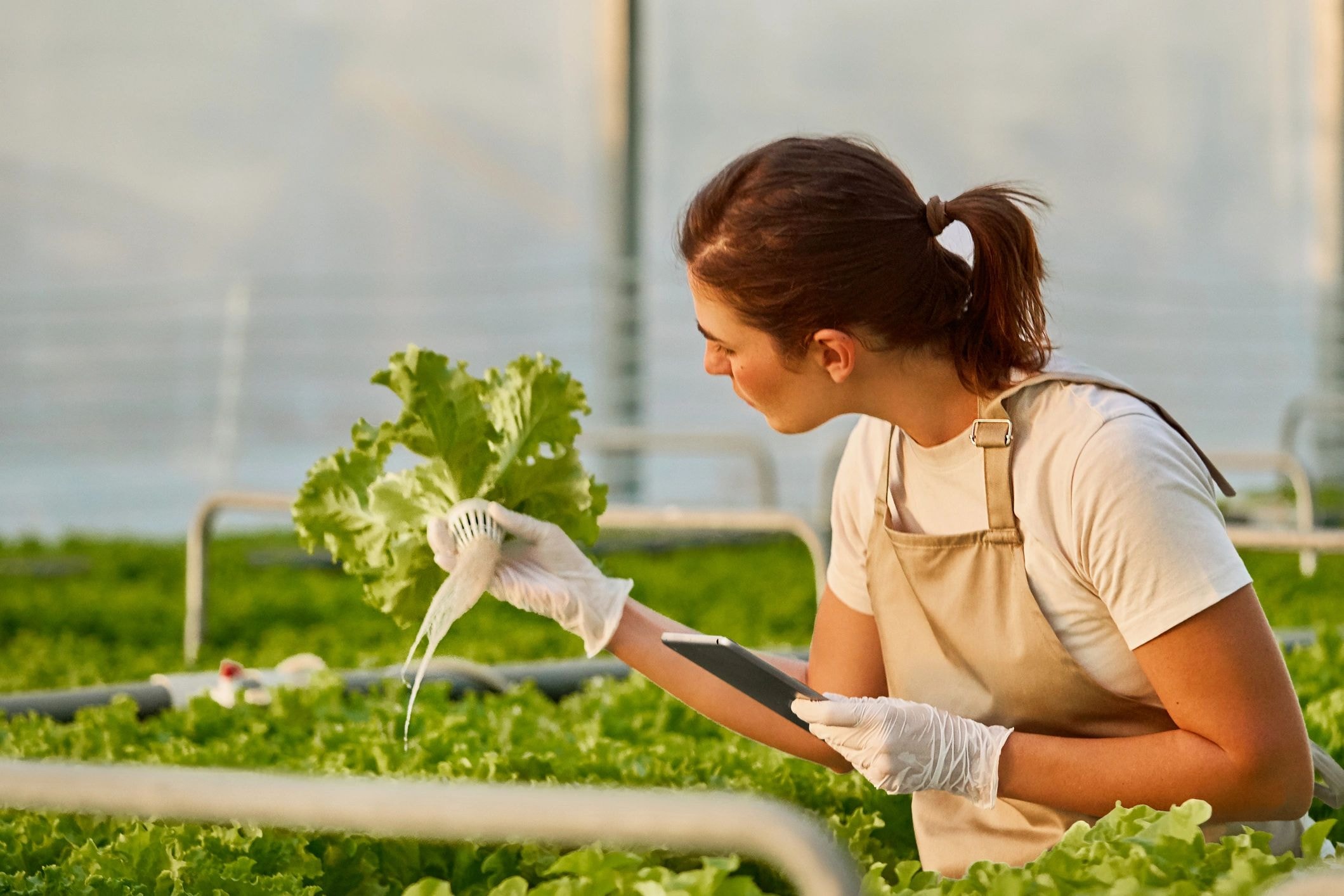 Data analytics dashboard for precision farming